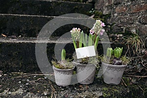 Set of pink blooming hyacinth bulbs in clay flower pots. Moss and old brick stairs in garden. Blank business card mockup