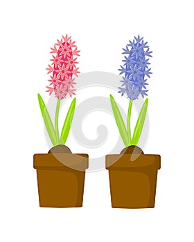 Set of pink and blue hyacinth in pots vector illustration isolated on white background.