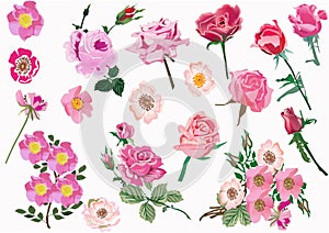 Set of pink brier and rose flowers photo