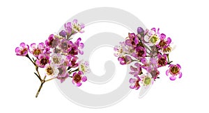 Set of pink chamelaucium flowers