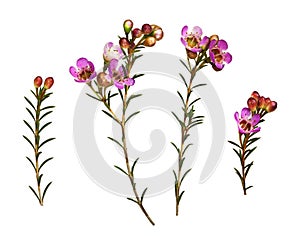 Set of pink chamelaucium flowers