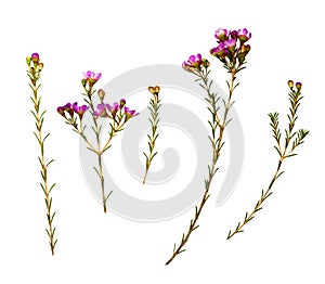 Set of pink chamelaucium flowers