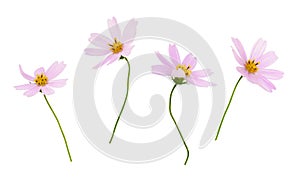 Set of pink cosmos flowers isolated