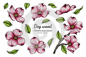 Set of pink dogwood flower and leaf drawing illustration with line art on white backgrounds