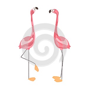 Set pink flamingo bird on white background