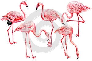 Set pink flamingos on white background. Watercolor flamingo illustration. Exotic birds