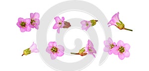 Set of pink flowers of bergenia crassifolia isolated