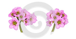 Set of pink flowers of bergenia crassifolia isolated