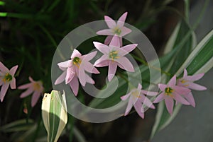 Set of pink flowers, captured in a rural area of â€‹â€‹the Province of Panama.