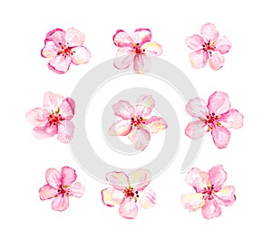Set of pink flowers isolated on white background. Cherry blossom, flowering sakura, apple. Watercolor bundle