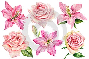 Set pink flowers, Lilies, and roses on an isolated white background, watercolor illustration, greeting card