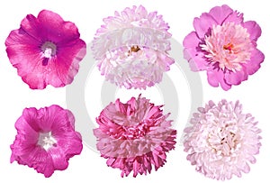 Set of pink flowers. peony, asters, mallow isolated on white background. Head of flowers