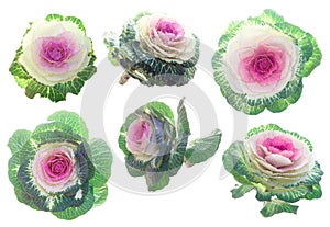 Set of pink-green decorative cabbage flowers isolated on white