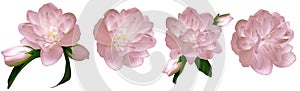 Set pink jasmines   flowers isolated  on white background with clipping path. Closeup. For design.