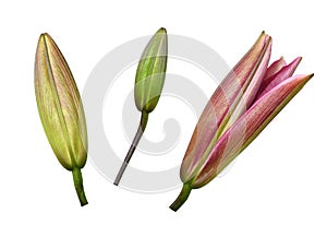 Set of pink lily buds isolated