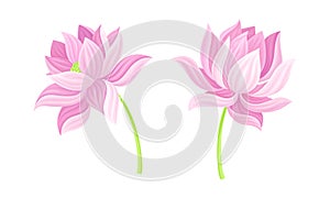 Set of pink lotus flowers. Beautiful flower, symbol of oriental practices, yoga, wellness industry, ayurveda products