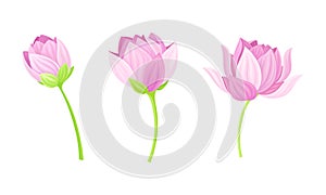 Set of pink lotus flowers. Stages of bud opened. Beautiful flower, symbol of oriental practices, yoga, wellness industry