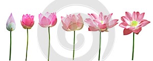 Set of pink lotus isolated white background