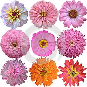 Set of Pink - Orange Flowers