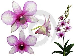 Set of pink orchids