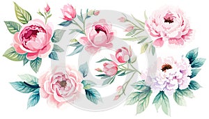 Set pink peonies watercolor flowers on an isolated white background, watercolor
