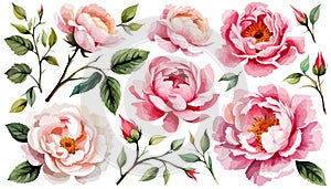 Set pink peonies watercolor flowers on an isolated white background, watercolor