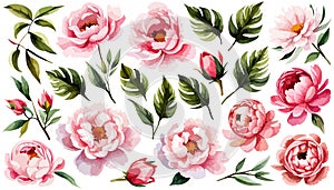 Set pink peonies watercolor flowers on an isolated white background, watercolor