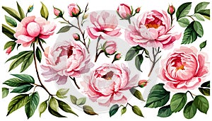 Set pink peonies watercolor flowers on an isolated white background, watercolor