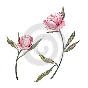 Set pink peony flower and bud isolated on white background. Watercolor hand drawn botanic illustration. Art for design