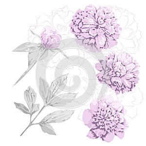 Set of pink peony flowers, bud and gray leaf