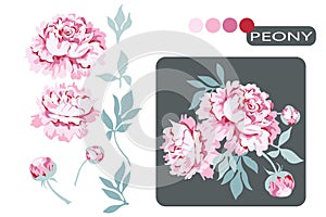 Set of pink peony flowers with buds and leaves and bouquet of peonies. Plant elements for design. Botanical illustration