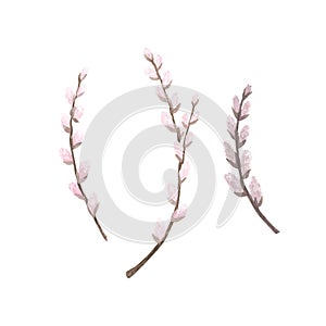 Set pink pussy willow branch watercolor isolated on white. Hand drawn Easter illustration. Art for design flowering