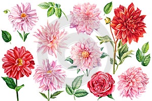 Set of pink and red dahlia, rose flowers isolated white background, watercolor botanical painting