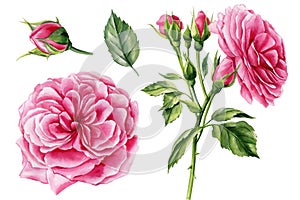 Set pink rose, beautiful flower on an isolated white background, watercolor illustration, botanical painting