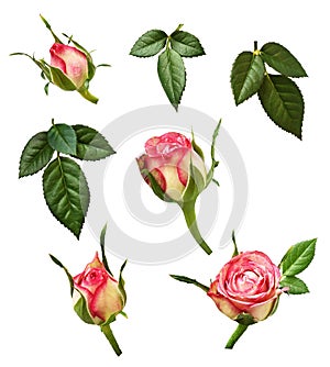 Set of pink rose buds and green leaves photo