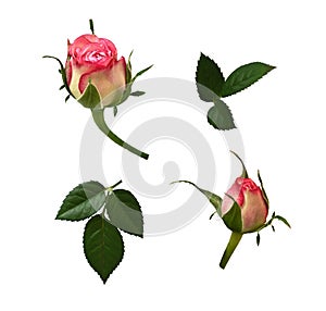 Set of pink rose buds and green leaves photo