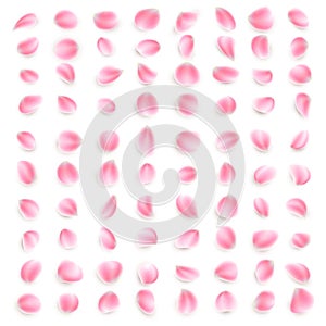 Set of pink rose petals close-up on white background. EPS 10 vector