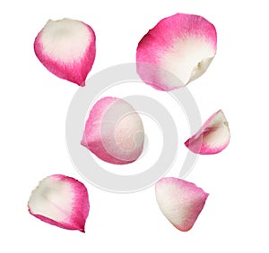 Set of pink rose petals