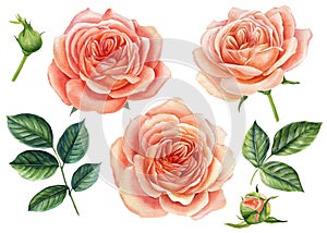 Set of pink roses isolated on white background. Watercolor botanical painting. Set of blooming flowers for your design