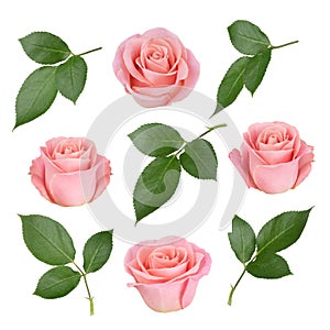 Set with pink roses and leaves. As design elements.