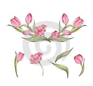 Set of Pink tulips and leaves. Bouquet of tulips. Floral composition. Watercolor illustration