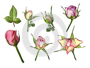 Set pink-white roses on a white isolated background with clipping path. No shadows. Bud of a rose on stalk with green leaves.