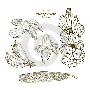 Set of Pisang Awak banana, hand draw sketch vector photo