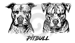 Set of pitbull head vector illustration. Pitbull sketch. Pitbull vintage drawing. Pitbull hand drawn black and white vector.