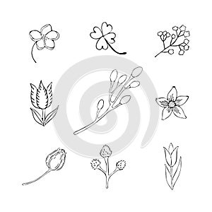 Set of plant elements drawn by art line in vector. Black and white icons of flowers, herbs and plants. Isolated object