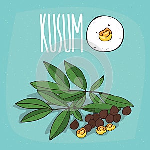 Set of plant Kusum seeds herb