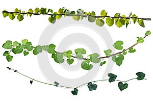 Set of plant leaves tropic creeping plant isolated on white background. Clipping path