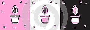 Set Plant in pot icon isolated on pink and white, black background. Plant growing in a pot. Potted plant sign. Vector