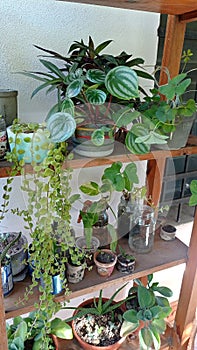 indoor plants, garden inside the house photo