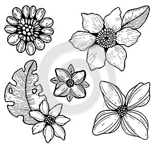 Set of 5 plants, flowers drawn by hand. Bluebell, Aster, chamomile, sunflower, poppy. Vector black and white illustration.